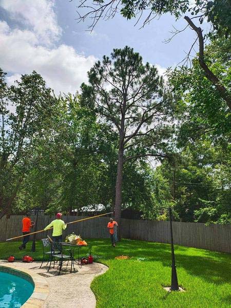 Dependable Tree Removal Contractor