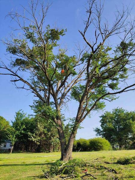 Impeccable Tree Removal Contractor