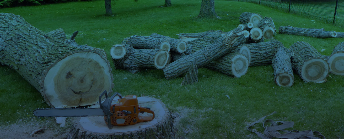 chainsaw on a tree stump with peices of tree trunk