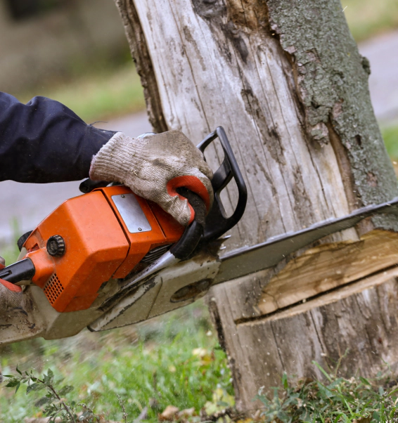 cutting a tree with chainsaw