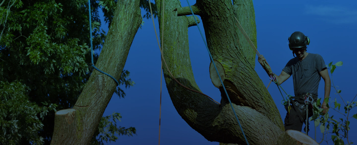 man climbed a tree with harness