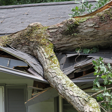 tree fallen to a house roof