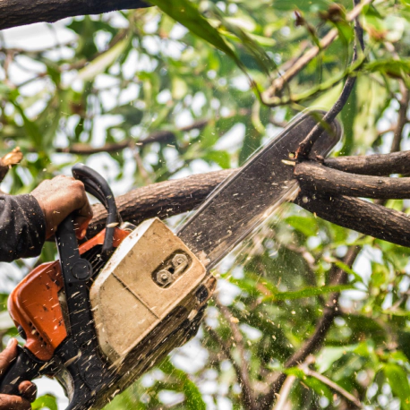 tree trimming using a chainsaw