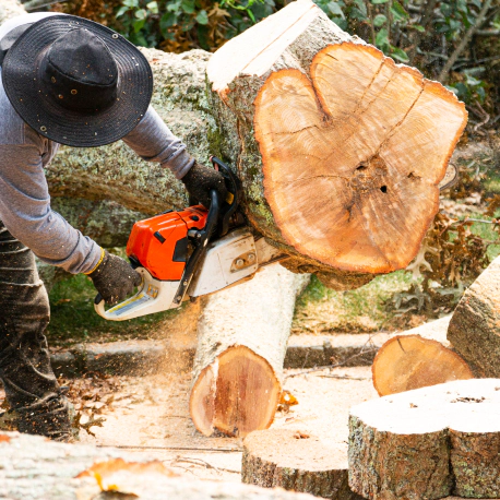 worker cutting tree trunk